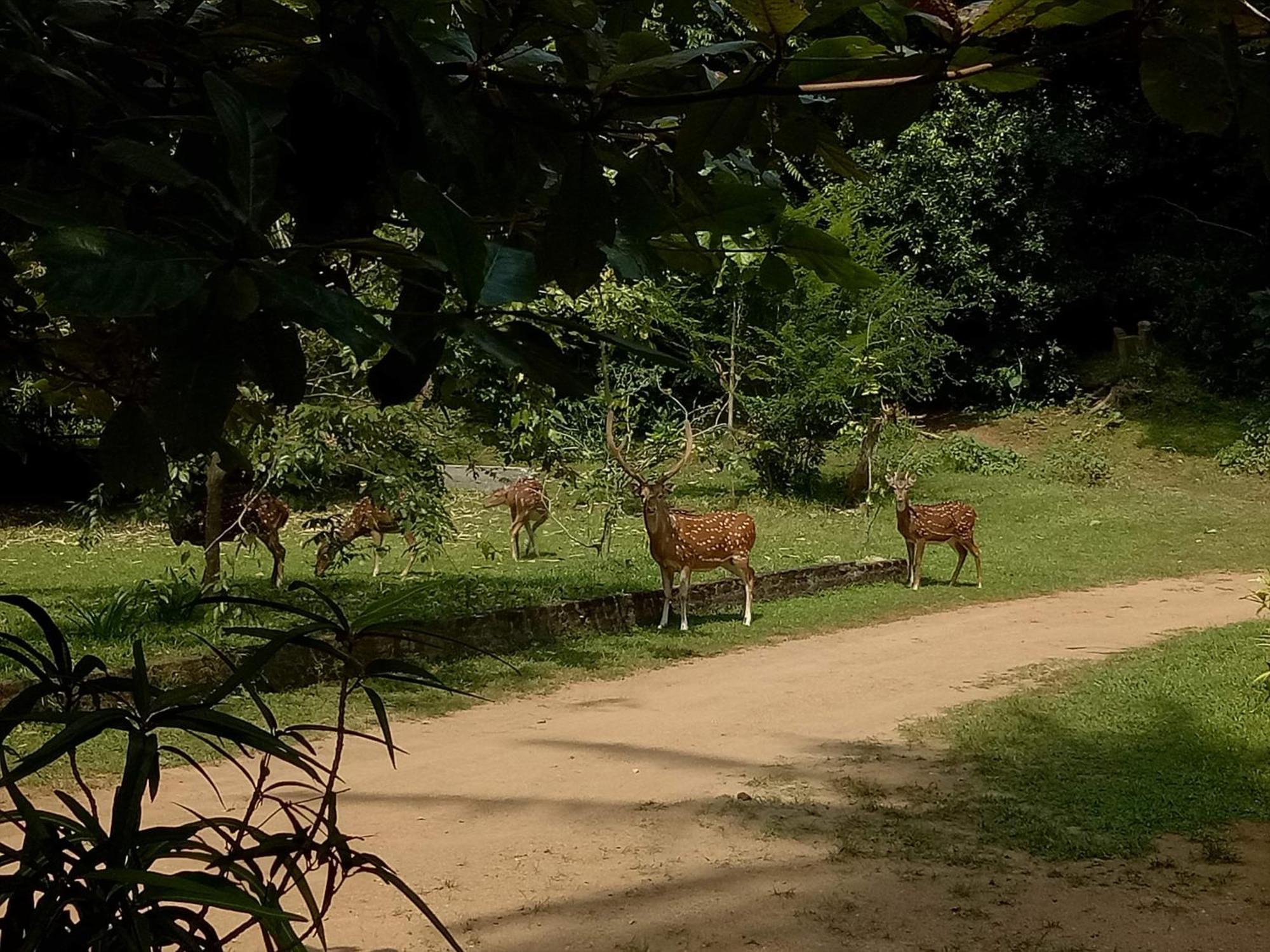 Отель Deer Garden Guest Полоннарува Экстерьер фото