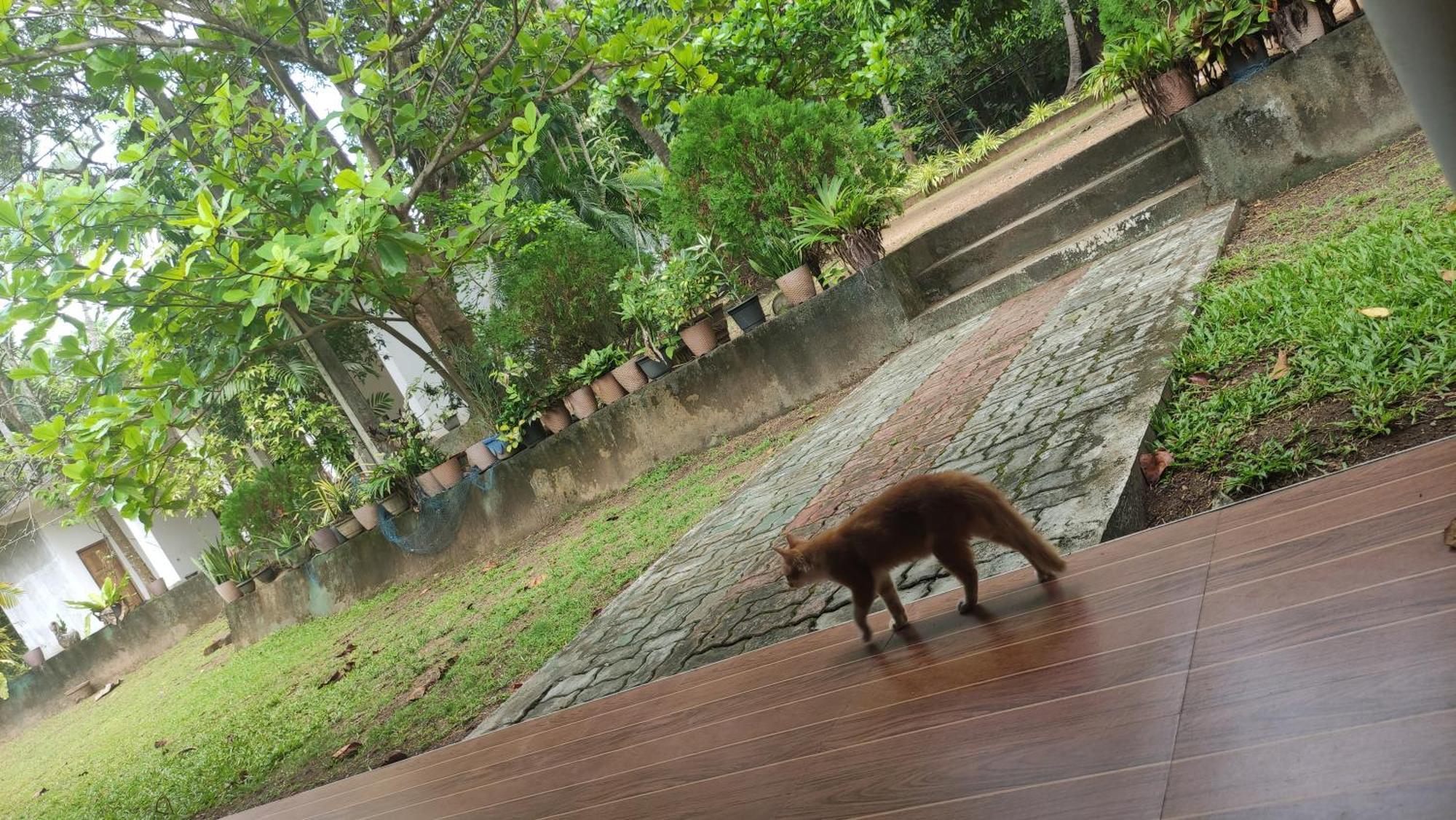 Отель Deer Garden Guest Полоннарува Экстерьер фото